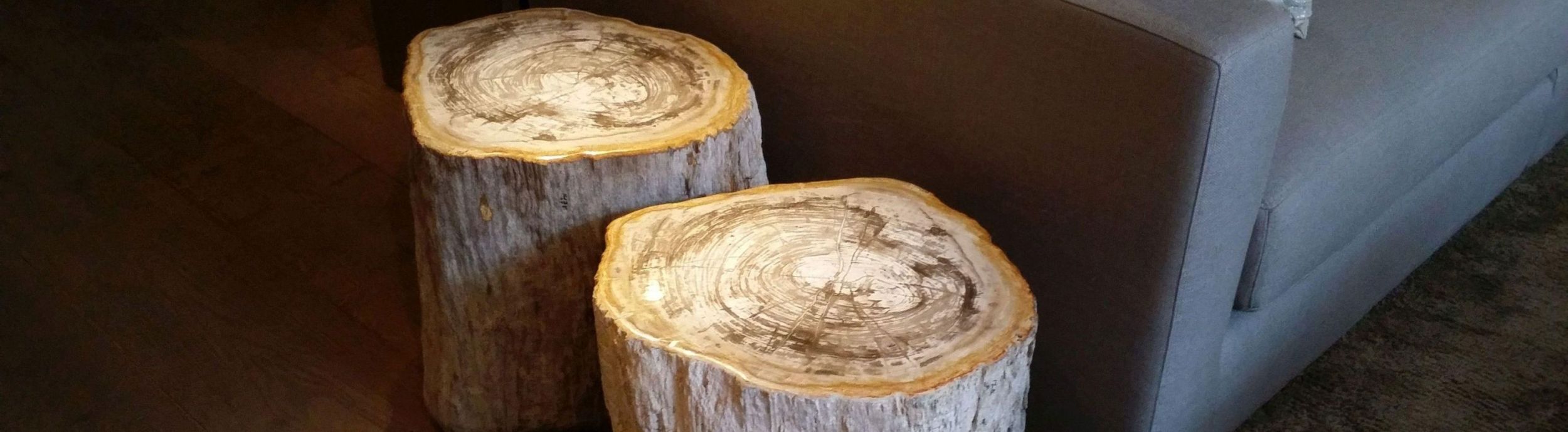 Petrified Wood banner