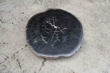 Petrified Wood Slab Coffee Table 26" x 26" x 2"H - PFT0338/20