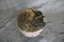 Petrified Wood Log Stool 11" x 11" 16" 1682.21