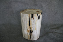 Petrified Wood Log Stool 15 x 10 x 17 - 1770.21