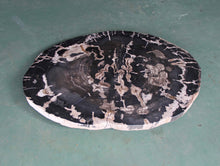 Petrified Wood Slab Coffee Table - 36" x 26" x 2"H - PFT0416/20