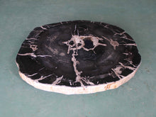 Petrified Wood Slab Coffee Table - 32" x 28m"x  2"H - PFT0437/20