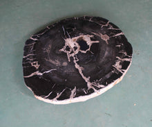 Petrified Wood Slab Coffee Table - 32" x 28m"x  2"H - PFT0437/20