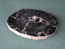 Petrified Wood Slab Coffee Table - 32" x 28m"x  2"H - PFT0437/20