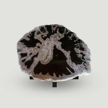Products Petrified Wood Slab- 20" x 17"- with Custom Made Base- PF1106 -Coffee Table/ Side Table
