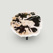 Petrified Wood Slab- 28" x 24"- with Custom Made Base- PF-1112 -Coffee Table/ Side Table