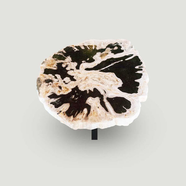 Petrified Wood Slab- 28" x 24"- with Custom Made Base- PF-1112 -Coffee Table/ Side Table