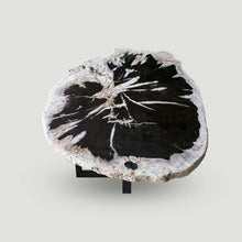Petrified Wood Slab-29" x 24"Coffee Table PF-1113 by Aire Furniture