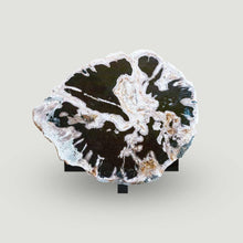 Petrified Wood Slab- 28" x 24"- with Custom Made Base- PF-1112 -Coffee Table/ Side Table