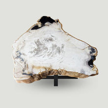 Petrified Wood Slab- 22" x 21"-Coffee Table- PF-1104 by Aire Furniture