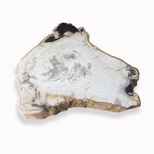 Petrified Wood Slab- 22" x 21"-Coffee Table- PF-1104 by Aire Furniture