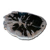 Petrified Wood Slab-29" x 24"Coffee Table  PF-1113  by Aire Furniture