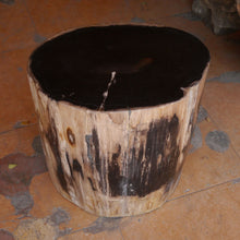 Petrified Wood Stool-16"h- Rare Ivory Ring/Black Core Side Table by Aire