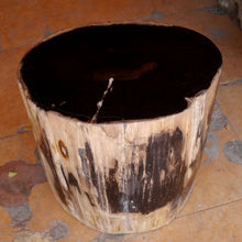 Petrified Wood Stool-16"h- Rare Ivory Ring/Black Core Side Table by Aire