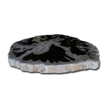 Products Petrified Wood Slab- 20" x 17"- with Custom Made Base- PF1106 -Coffee Table/ Side Table
