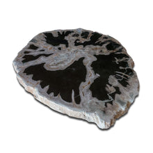 Products Petrified Wood Slab- 20" x 17"- with Custom Made Base- PF1106 -Coffee Table/ Side Table