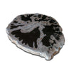 Products Petrified Wood Slab- 20" x 17"- with Custom Made Base- PF1106 -Coffee Table/ Side Table