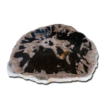 Petrified Wood Slab 24" x 27" Coffee Table PF-1117 by Aire Furniture