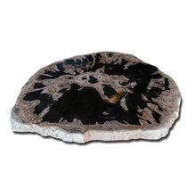 Petrified Wood Slab 24" x 27" Coffee Table PF-1117 by Aire Furniture