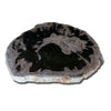 Petrified Wood Slab 24" x 26" Coffee Table PF1118 by Aire Furniture