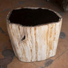 Petrified Wood Stool 13"x 8" x 15'h- Cream/Black Core Rare Side Table