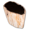 Petrified Wood Stool 13"x 8" x 15'h- Cream/Black Core Rare Side Table