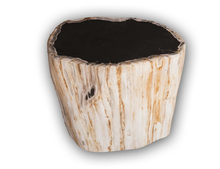Petrified Wood Stool 13"x 8" x 15'h- Cream/Black Core Rare Side Table