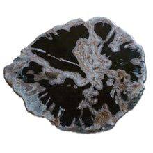 Petrified Wood Slab- 28" x 24"- with Custom Made Base- PF-1112 -Coffee Table/ Side Table