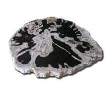 PF-1112 Petrified Wood Slab With Custom Made Base by AIRE Furniture
