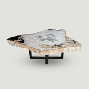 Petrified Wood Slab- 22" x 21"-Coffee Table- PF-1104 by Aire Furniture