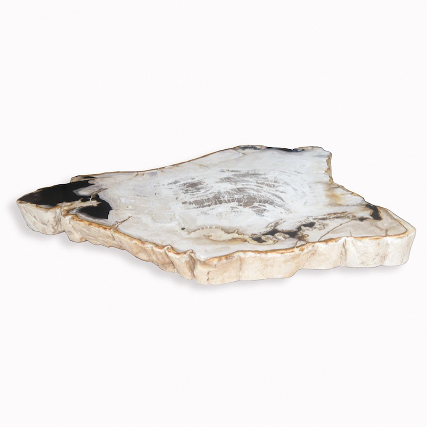 Copy of PF-1104 Petrified Wood Slab With Custom Made Base by AIRE Furniture