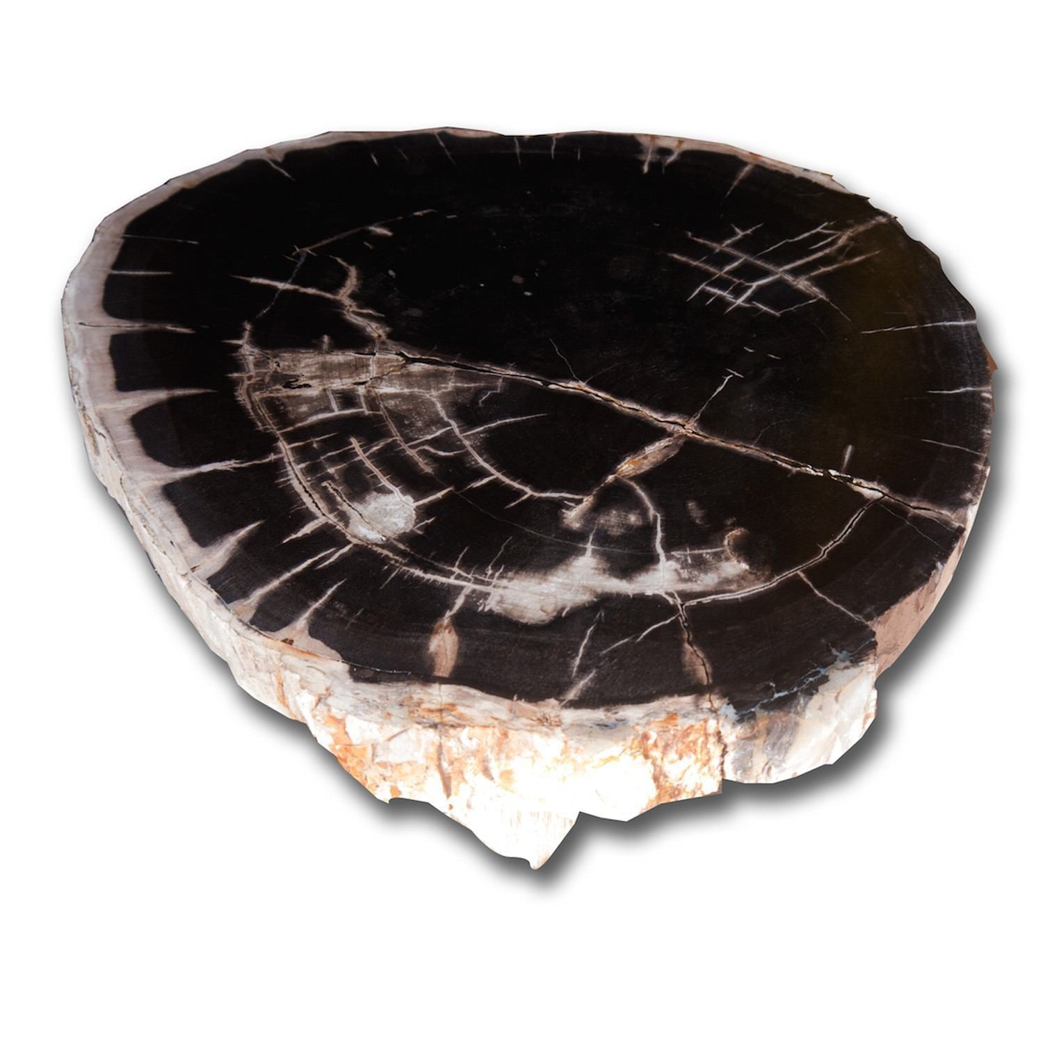 Petrified Wood Slab- 20 Petrified Wood Slab- 20