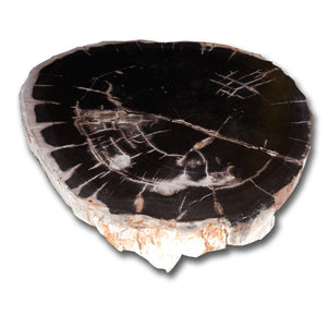 PF-1105 Petrified Wood Slab With Custom Made Base by AIRE Furniture