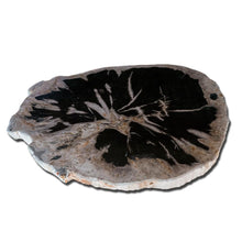Petrified Wood Slab-29" x 24"Coffee Table  PF-1113  by Aire Furniture