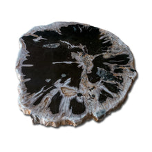 Petrified Wood Slab 24" x 28"- Coffee Table PF-1115 by Aire Furniture
