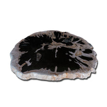Petrified Wood Slab 24" x 28"- Coffee Table PF-1115 by Aire Furniture