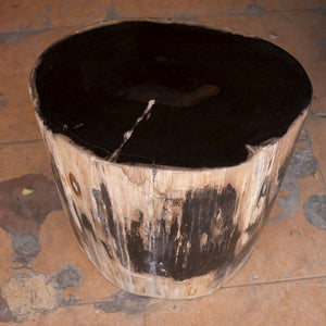 Petrified Wood Stool-16"h- Rare Ivory Ring/Black Core Side Table by Aire
