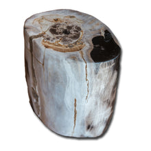 Petrified Wood Stool-15"h- PF-2164