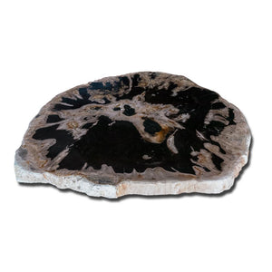 Petrified Wood Slab 24" x 27" Coffee Table PF-1117  by Aire Furniture
