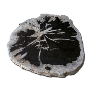 PF-1113 Petrified Wood Slab With Custom Made Base by AIRE Furniture