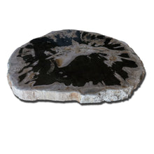 PF-1114 Petrified Wood Slab With Custom Made Base by AIRE Furniture
