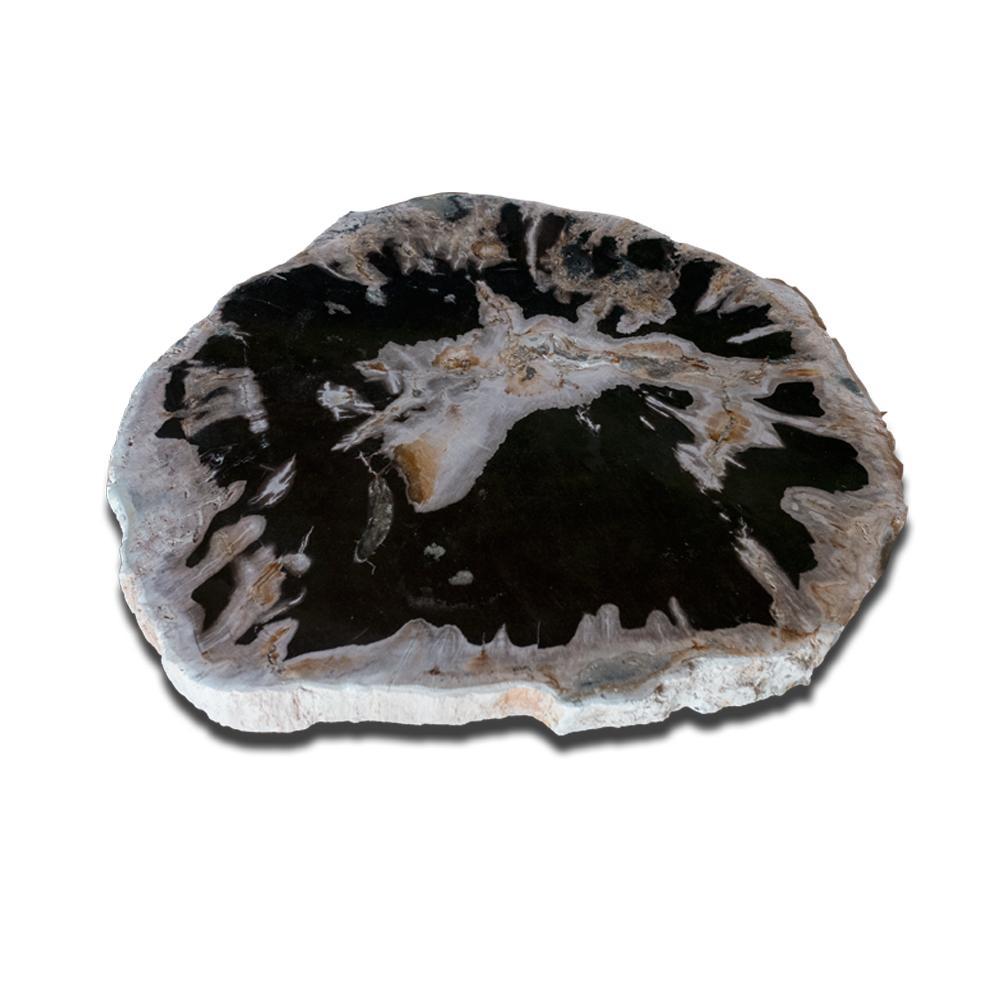 12-14 Petrified Wood Slices - AA Quality