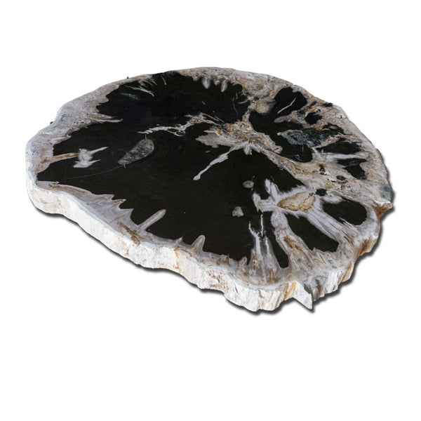 PF-1115 Petrified Wood Slab With Custom Made Base by AIRE Furniture