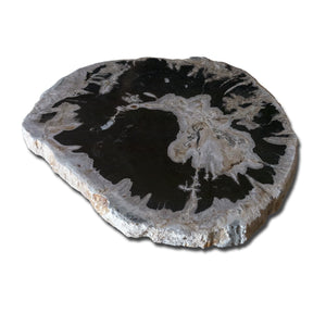 PF-1118 Petrified Wood Slab With Custom Made Base by AIRE Furniture
